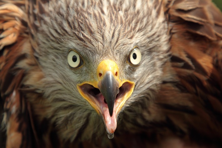 Rotmilane auf dem Heimweg nach Hessen - Vögel starten derzeit aus ihren Winterquartieren in Südeuropa