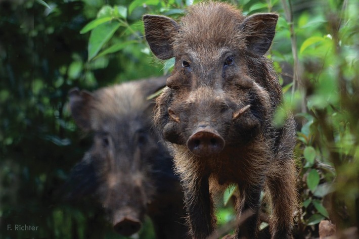 Pustelschwein, Waldrapp oder Philippinenkrokodil / Verband der Zoologischen Gärten setzt sich für bedrohte Tierarten ein