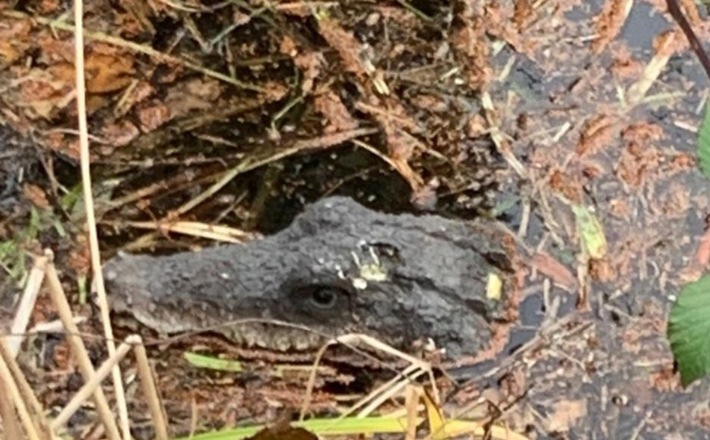 POL-PDNW: (Deidesheim) Vermeintliches Krokodil im See