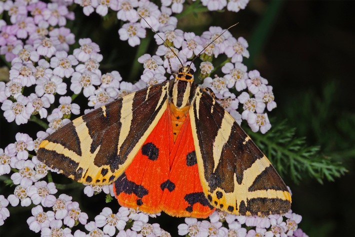 ++ Schmetterling des Jahres 2025: Die Spanische Flagge – Citizen Science verfolgt Ausbreitung des auffälligen Nachtfalters in Echtzeit ++