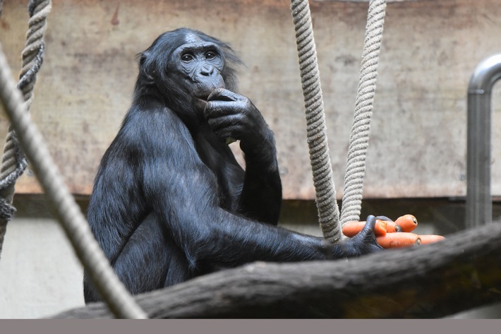 Umsiedelung ist keine Alternative / Statement des Zooverbands VdZ zum Wuppertaler Bonobo Bili