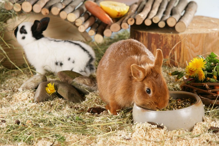 Klein, aber oho: Neue Erkenntnisse zur Haltung von Kaninchen, Maus, Chinchilla &amp; Co