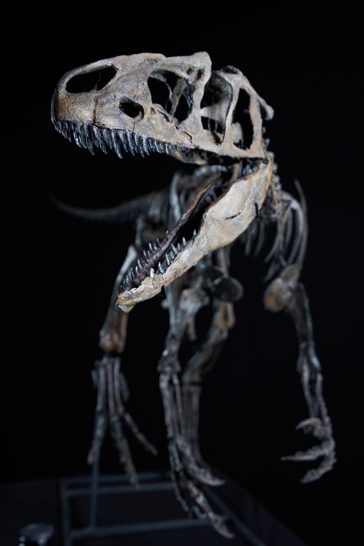 Allosaurus_LittleAl_DinosaurierMuseumAltmuehltal.jpg
