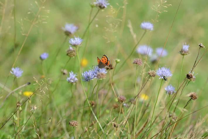 Modellprojekt "Landwirtschaft für Artenvielfalt" feiert 100. Teilnehmerbetrieb