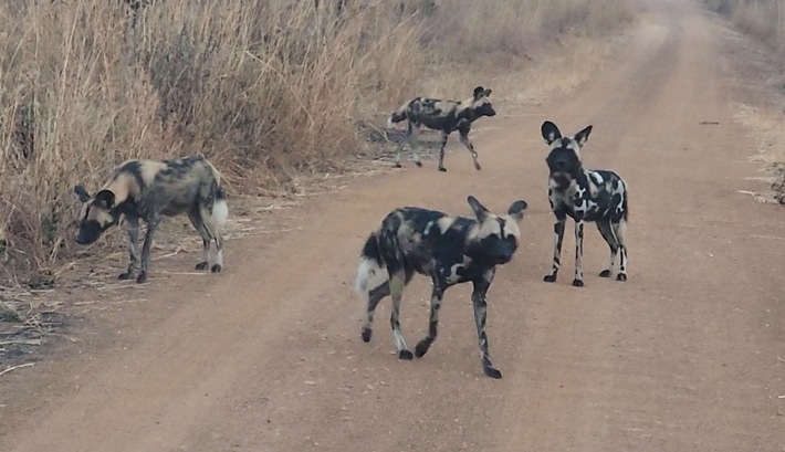 Erstmals seit zehn Jahren wieder Afrikanische Wildhunde im Kasungu-Nationalpark