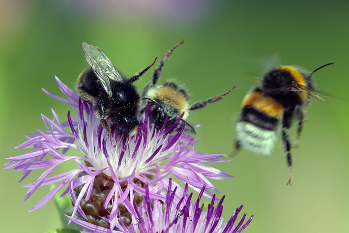 Welt ohne Insekten: ZDF-Magazin &quot;planet e.&quot; über die Bedrohung unserer Lebensgrundlage (FOTO)