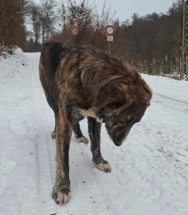 POL-PDNR: Freilaufender Hund hält Polizei in Atem