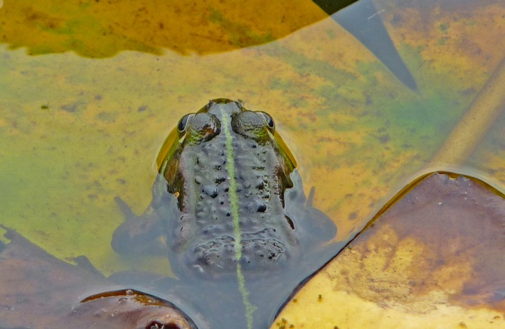 Kölner Sparkassen und Deka fördern Kleingewässerschutz auf DBU-Naturerbefläche Wahner Heide