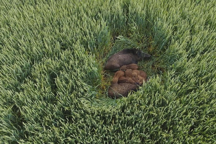 &quot;ZDF.reportage&quot; auf der Spur der Wildschweine in Deutschland