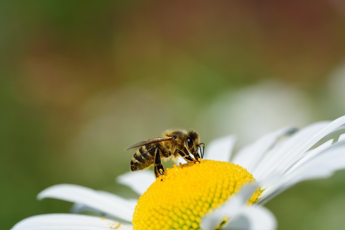 Mit den richtigen Gehölzen ist jeder Tag "Tag der Biene" / Auf einen guten Pflanzenmix aus Bäumen, Sträuchern, Stauden und Blumen kommt es an
