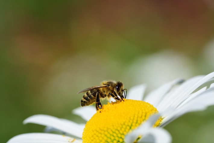 Mit den richtigen Gehölzen ist jeder Tag &quot;Tag der Biene&quot; / Auf einen guten Pflanzenmix aus Bäumen, Sträuchern, Stauden und Blumen kommt es an