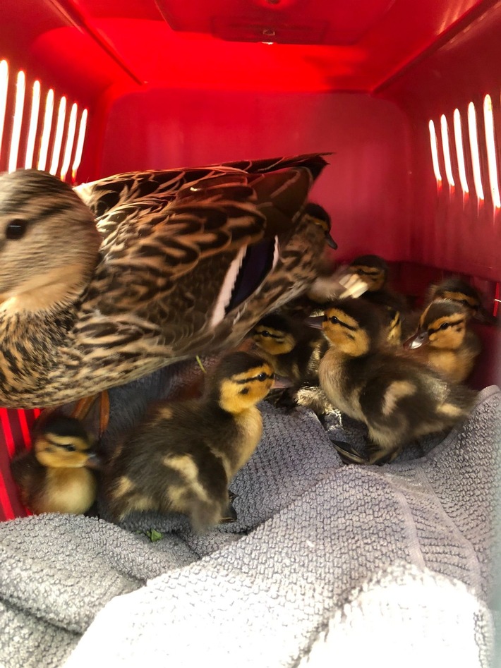 POL-BO: Tierisch unerwarteter Gartenbesuch