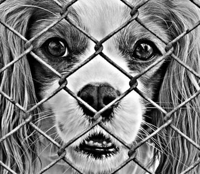 Schluss mit ausgesetzten Tieren, illegalem Welpenhandel und überfüllten Tierheimen!