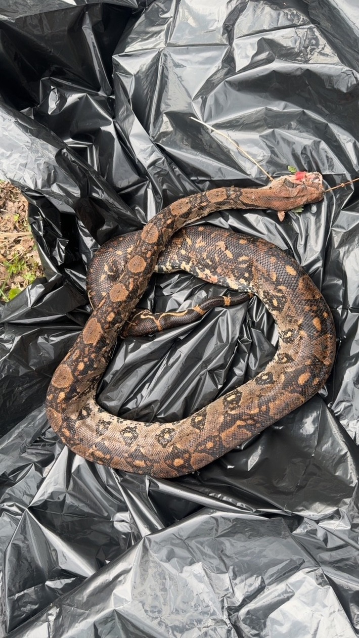 POL-OH: Fund einer toten exotischen Schlange bei Schotten - Herkunft unklar