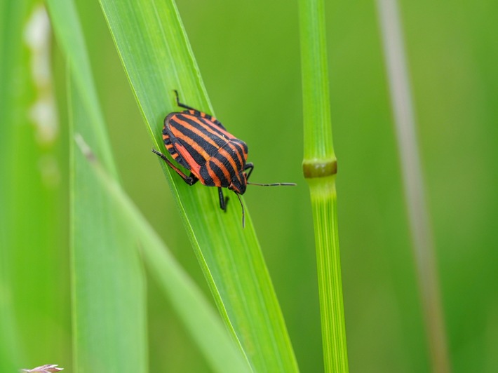 Mittagsführung "Besser als ihr Ruf: Die wunderbare Welt der Wanzen"