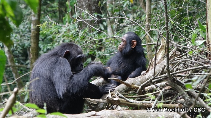 Fast wie ein Gespräch: Wissenschaftler*innen der Uni Osnabrück erforschen Kommunikation zwischen Schimpansen