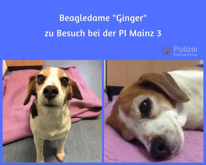 POL-PPMZ: Entlaufene Beagle-Hündin wird durch Polizei zurück zu ihrer Wohnung begleitet