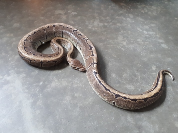 POL-AA: Ostalbkreis: aufgefundener Python sowie zwei Unfälle