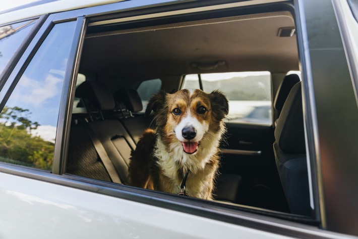Innenraum-Gerüche entfernen: Nikotin, Hund, Feuchtigkeit – so lassen sich Preisabschläge vermeiden