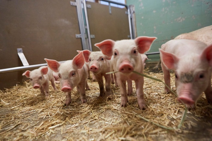 Terra Natura : le bien-être animal pour l&#039;élevage de porcs / En coopération avec la Protection Suisse des Animaux PSA