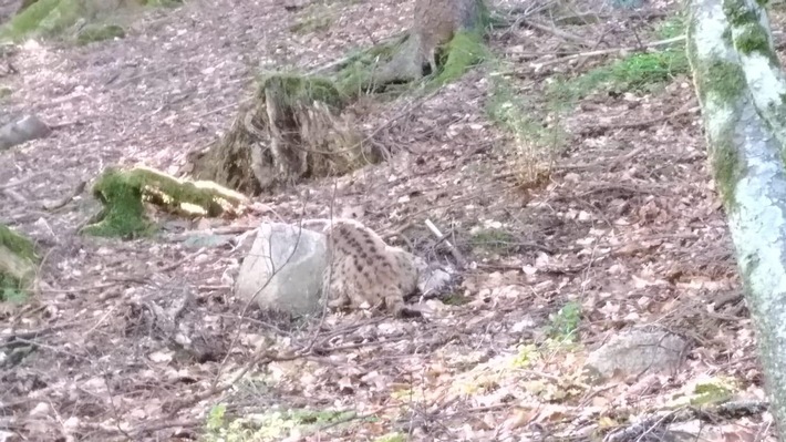 POL-FR: Folgemeldung zu "St.Blasien-Menzenschwand: toter Luchs gefunden - Polizei sucht Zeugen" - pathologisches Untersuchungsergebnis liegt vor