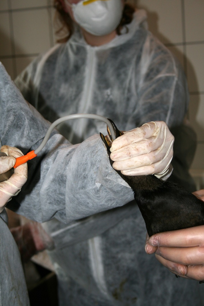 Tierschutzlage dramatisch: Rettung von verölten Seevögeln an der Küste läuft auf Hochtouren