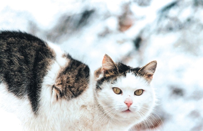 Les conseils de QUATRE PATTES pour assurer la sécurité des chats en hiver