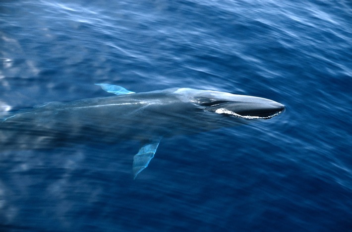 Frachtschiff töten jungen Finnwal