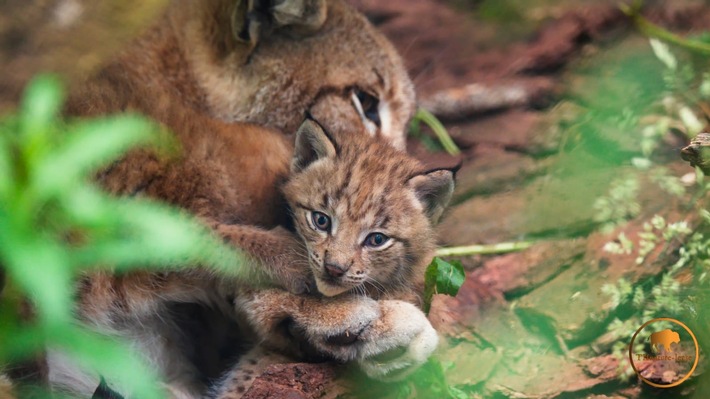 Hören fast wie ein Luchs – dank bestem Hörservice: HörPartner erhöhen Engagement für Paten-Luchse im Wildpark Schorfheide