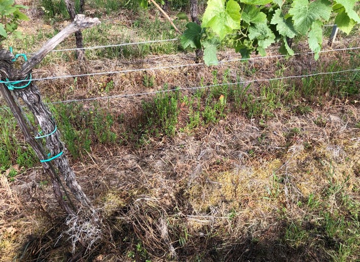 POL-PDLD: Maikammer - Altölentsorgung im Weinberg