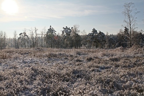 PM Viel los beim Moos: Deshalb ist der Winter für Moore eine besonders wichtige Zeit