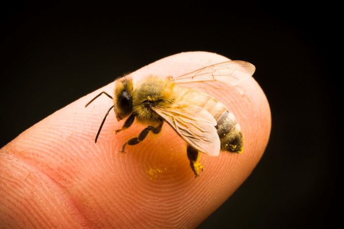 &quot;Save the Bees!&quot; - &quot;Galileo&quot; zeigt, warum wir Bienen schützen müssen (mit Bild)