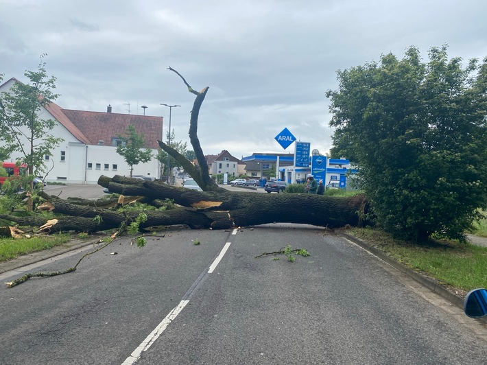 POL-PDLD: Umgestürzter Baum in Bellheim, Zeiskamer Straße Samstag, 18.05.2024, um 10.16 Uhr