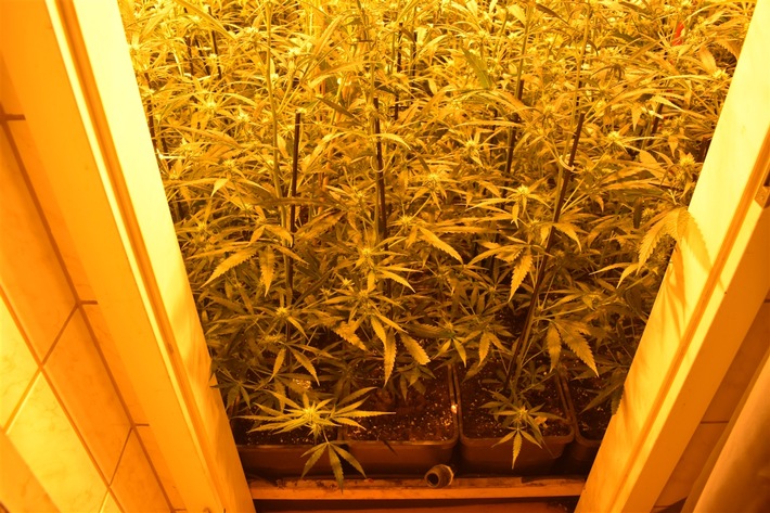 POL-AC: Cannabisplantage in der Innenstadt - Polizei nimmt Mann vorläufig fest