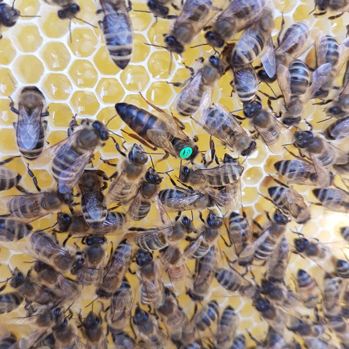 E WIE EINFACH kooperiert mit Impact Start-up HEKTAR NEKTAR und schenkt 250.000 Bienen ein neues Zuhause