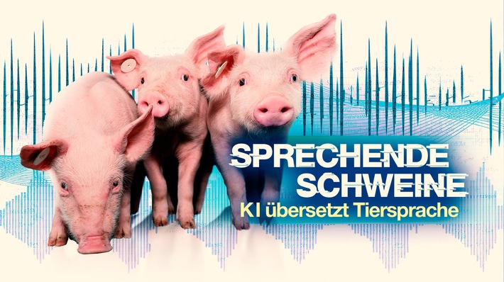 Dokumentation &quot;Sprechende Schweine - KI entschlüsselt Tiersprache&quot;: weltweit erstmals Schweinelaute aus verschiedenen Haltungsformen übersetzt und ausgewertet