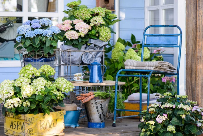 Stilvolle Romantik mit der Gartenhortensie / Die Gartenhortensie setzt dem Vintage-Chic das Krönchen auf (FOTO)