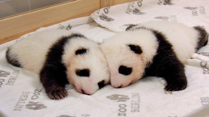 Zwei Pandababys in Berlin Ein Film von Jana von Rautenberg