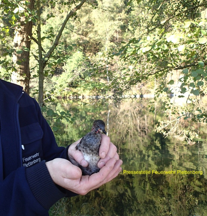 FW-PL: Feuerwehr Plettenberg - Wasservogel wurde aus Zwangslage befreit