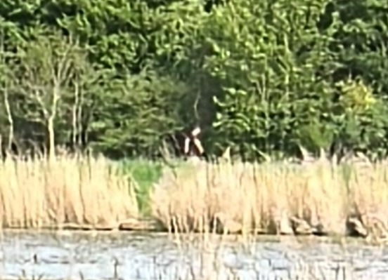 POL-IZ: 260507.1 Kudensee: 2.000 Euro Belohnung nach mehreren Bränden - Polizei veröffentlicht Foto