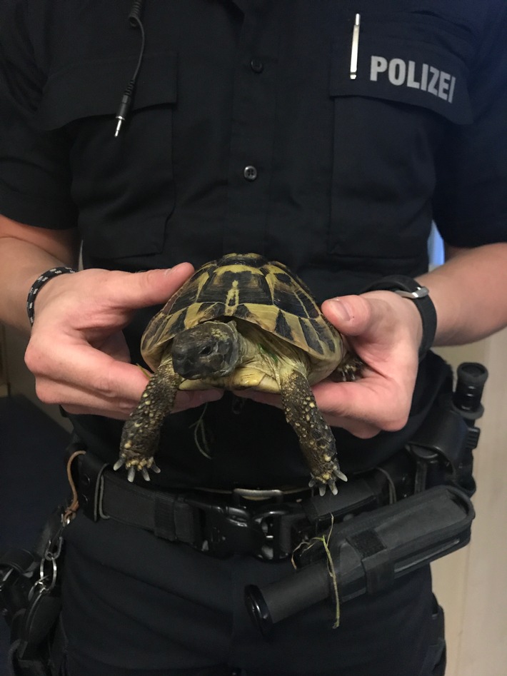 POL-FL: "Schildi" auf Abwegen/Schildkröte auf Partnersuche landet auf dem Polizeirevier