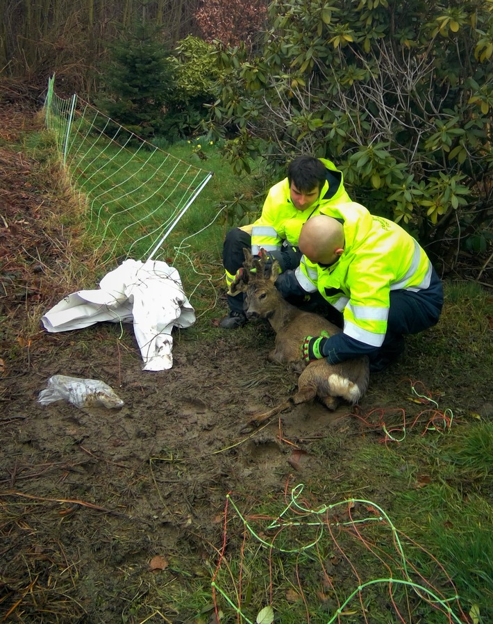 FW-E: Junger Rehbock verfängt sich im Zaun - Feuerwehr hilft ihm wieder auf die Sprünge