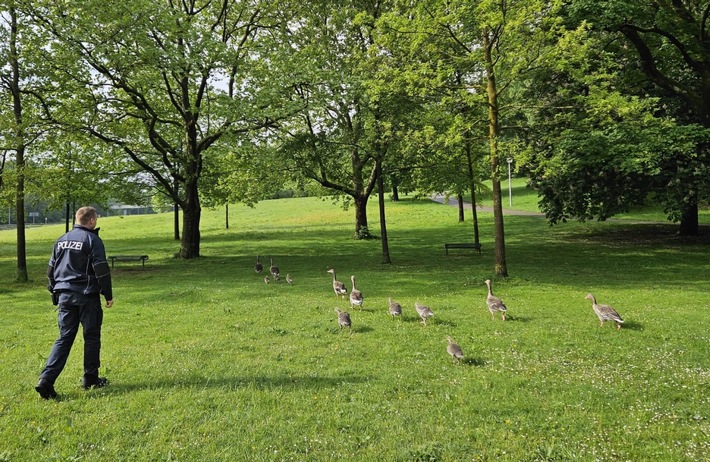 Bundespolizeidirektion München: 1,2,3 im Gänsemarsch / Gänsefamilie auf dem Weg zum Olympiapark