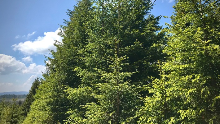 Ehrliche Debatte über Klimaziele im Wald nötig