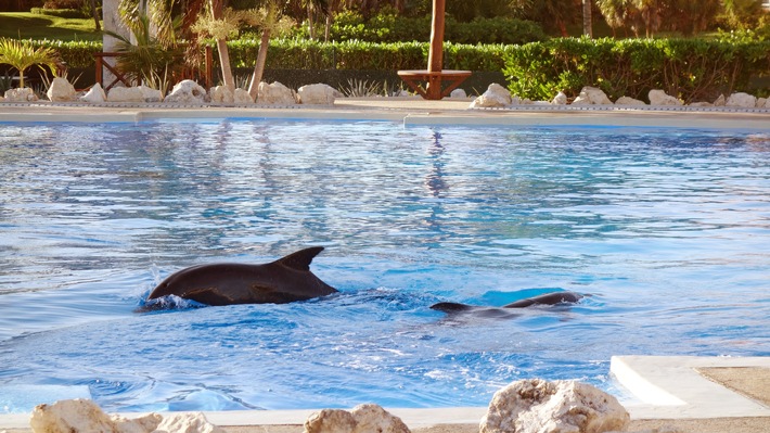 Im Urlaub kein Tierleid unterstützen: Delfinarien meiden