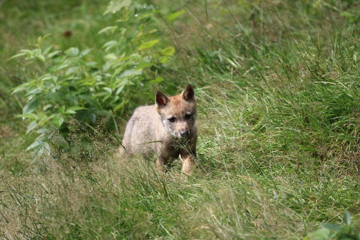 PRESSEMITTEILUNG: Wolfspopulation in Westpolen trotz Wachstum noch nicht sicher