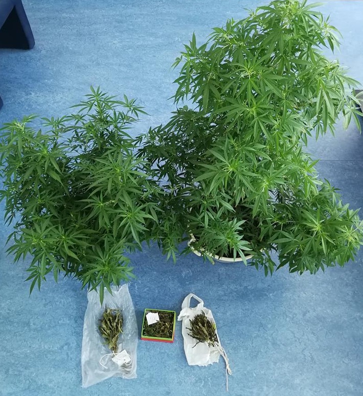 POL-PPWP: Polizei stellt Cannabispflanzen und Marihuana sicher