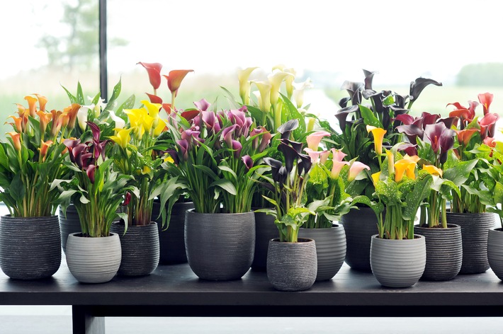 Calla ist Zimmerpflanze des Monats Mai / Bunte Blütenqueen: Die edle Calla adelt jeden Raum