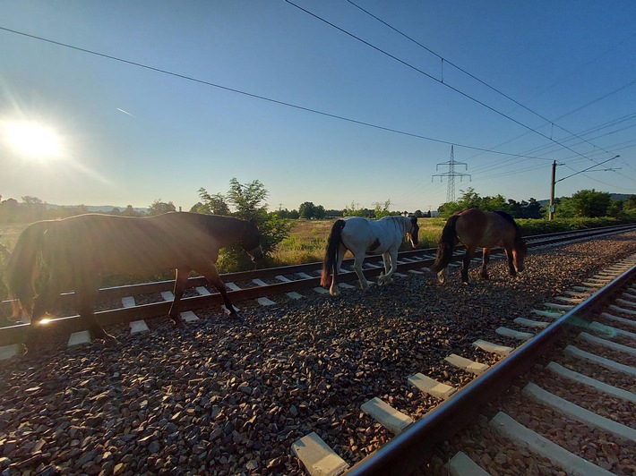 BPOLI DD: Bundespolizei fängt drei entlaufene Pferde von Bahnstrecke bei Radebeul