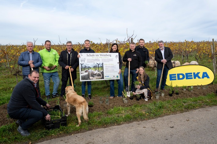 Presse-Information: Kräuter und Schafe fördern Artenvielfalt im Weinberg
